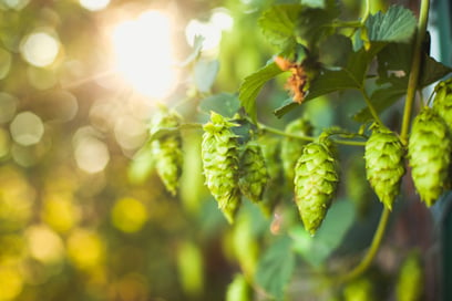 Hops growing on a vine