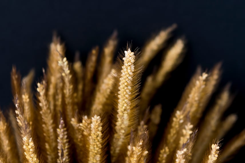 Images of wheat for beermaking